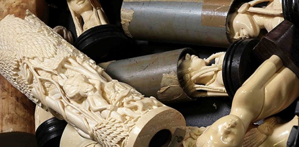 Dal 20 novembre 2016 al 30 giugno 2017 il Comune di Capranica Prenestina e il Museo Civico Naturalistico dei Monti Prenestini presentano una mostra espositiva dal nome “La Bellezza Maledetta”; l'inaugurazione è prevista il 20 novembre alle ore 11.30 presso la Sala Baronale di Palazzo Barberini con un buffet aperto a tutti.